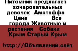 Питомник предлагает 2-хочаровательных девочек  Амстаффа › Цена ­ 25 000 - Все города Животные и растения » Собаки   . Крым,Старый Крым